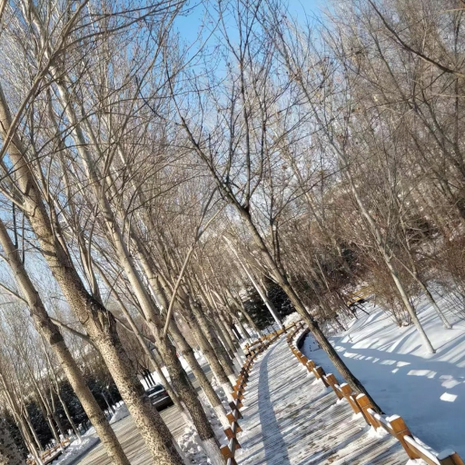 林荫步道的雪景